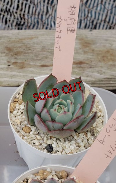 画像4: トットの実生苗セット/菊日和交配入り　No.5（23-12）