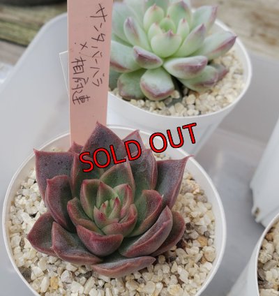 セットに使う植物の1例です。