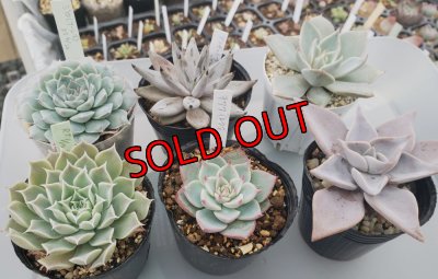 セットに使う植物の1例です。