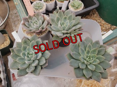 サイズや紅葉具合が色々あります。