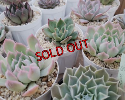 セットに使う植物の1例です。