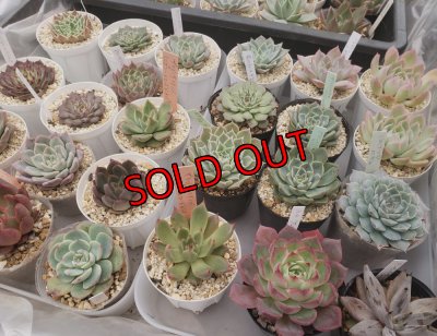 セットに使う植物の1例です。