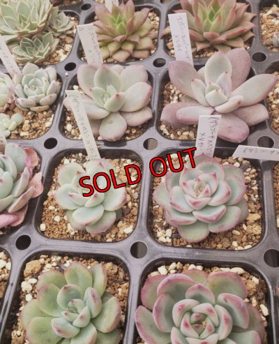 セットに使う植物の1例です。