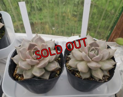 画像7: トバレンシス トバー（23-12）