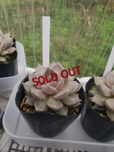 画像5: トバレンシス トバー（23-12）