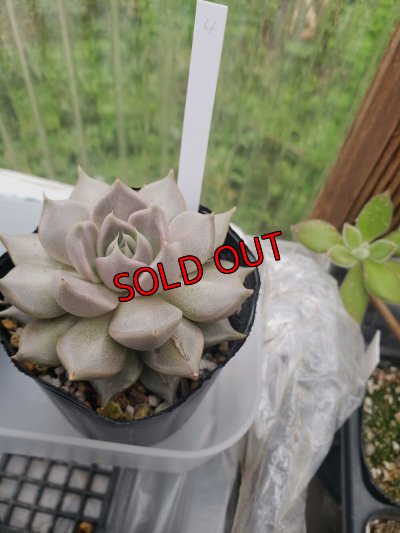 画像6: トバレンシス トバー（23-12）