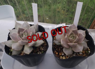 画像8: トバレンシス トバー（23-12）