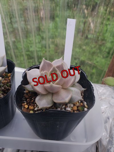 画像9: トバレンシス トバー（23-12）