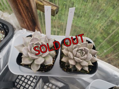 画像2: トバレンシス トバー（23-12）