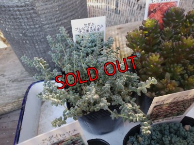 画像5: B/お得なセダム苗セット/5P　（23-12）