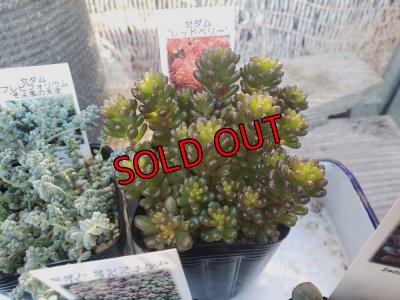 画像6: B/お得なセダム苗セット/5P　（23-12）