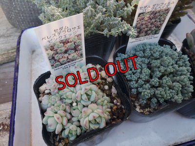 画像4: B/お得なセダム苗セット/5P　（23-12）