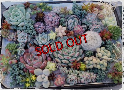 画像7: 寄せ植えカット苗とポット苗のセット（23-12）