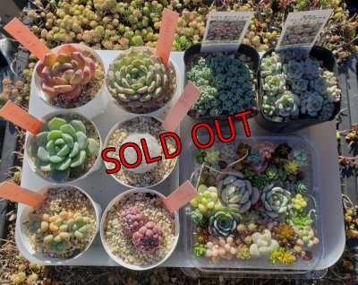 画像2: 寄せ植えカット苗とポット苗のセット（23-12）