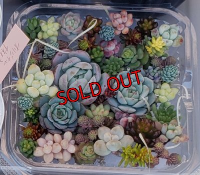 画像5: 寄せ植えカット苗とポット苗のセット（23-12）