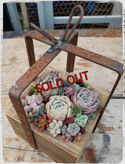 寄せ植え例です