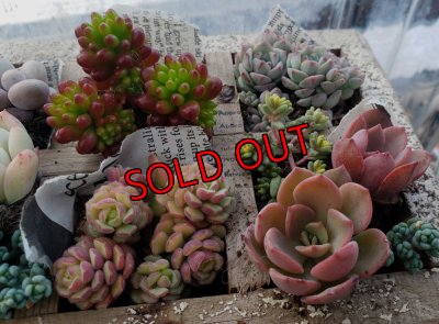 画像4: 寄せ植えセット-D（24-1）