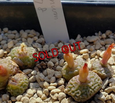 画像1: tetragonum DT7778　【24-10】