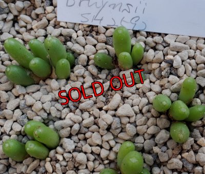 画像3: bruynsii SH2592【24-11/25】