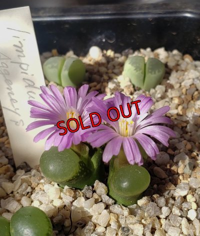 画像2:  limpidum Aggeneys【24-10】