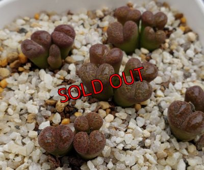 画像1: neohallii 特模様　tweefontein Red　【24-10】