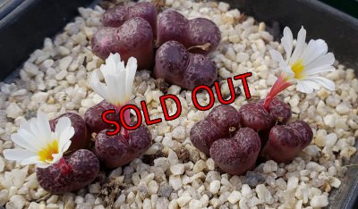画像1: pellucidum ssp. neohalii  ”Makin`s Plum”T1/4H【24-10】