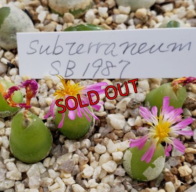 画像1: subterraneum SB1987【24-11】