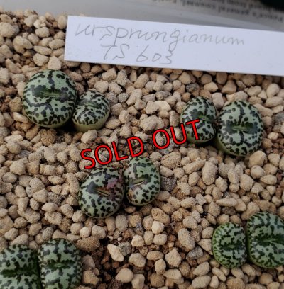 画像1: ursprungianum TS603【24-10】