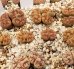 画像1: werneri Camel【25-10】 (1)