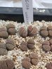 画像2: v. weberi C126【25-10】 (2)