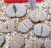 画像1:  var. gracilldelineata, C261 【25-10】 (1)