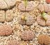 画像1:  var. gracilldelineata, C374【25-10】 (1)
