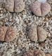 画像1:  C189 ssp. gracilidelineata v. waldroniae【25-10】 (1)