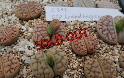 画像1: ssp. brandbergensis C383【25-10】