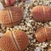 画像2: v. marginata C155【25-10】 (2)