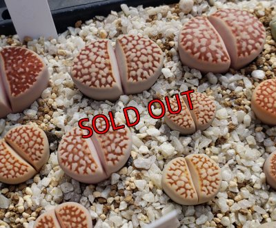 画像2: Red julii EEF 109 /Red Reticulata　【25-10】