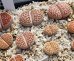 画像2: Red julii EEF 109 /Red Reticulata　【25-10】 (2)