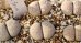 画像1: Chrysocephala C205 pallid form 【25-10】 (1)