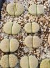 画像1: Peppermint Creme C297A 【25-10】 (1)