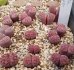 画像1: Purper`   VJF107a【25-10】 (1)