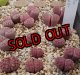 Purper`   VJF107a【25-10】