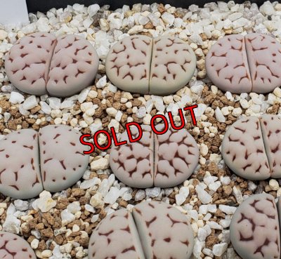 画像2:  Karasbi jin ex. C225.  【25-10】