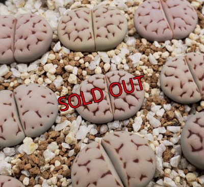 画像1:  Karasbi jin ex. C225.  【25-10】