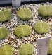 画像1:  v. venteri Ventergreen【25-10】 (1)