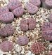 画像1:  elisabethiae C187【25-10】 (1)
