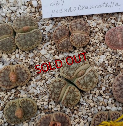 画像1:  ssp. Pseudotruncatella C67【25-10】