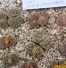 画像1:  ssp. Pseudotruncatella C67【25-10】 (1)