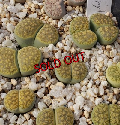 画像1: ex,C229B Chrysoberyl【25-10】