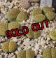 ex,C229B Chrysoberyl【25-10】