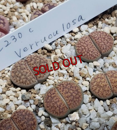 画像2: verruculosa C230-C【25-10】